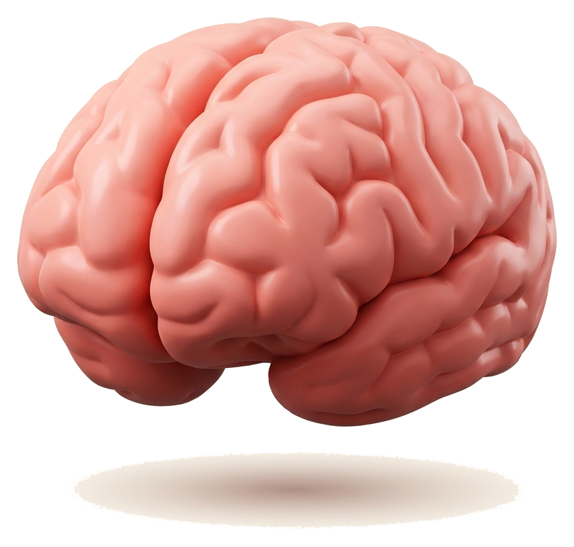 Brain